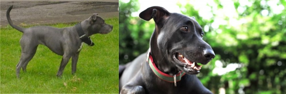 Shepard Labrador vs Irish Bull Terrier - Breed Comparison