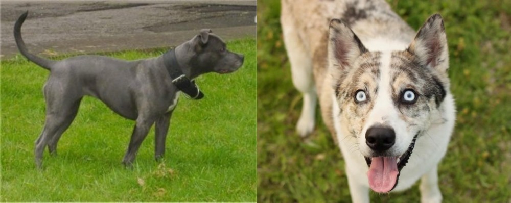 Shepherd Husky vs Irish Bull Terrier - Breed Comparison