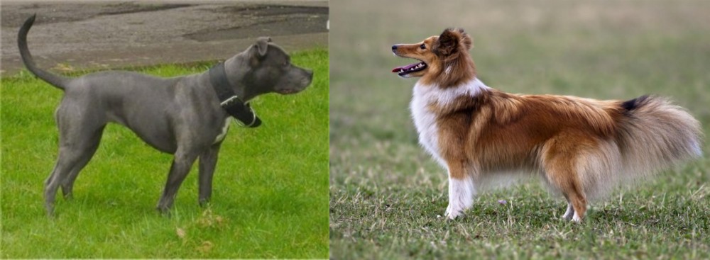 Shetland Sheepdog vs Irish Bull Terrier - Breed Comparison