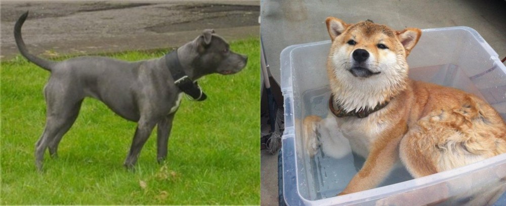 Shiba Inu vs Irish Bull Terrier - Breed Comparison