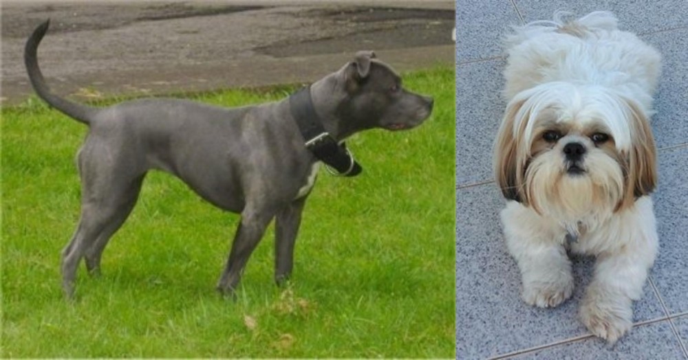 Shih Tzu vs Irish Bull Terrier - Breed Comparison