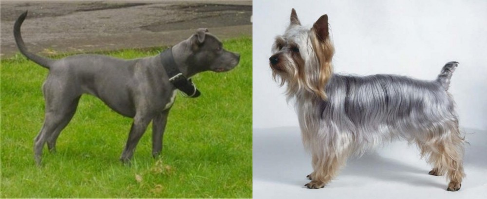 Silky Terrier vs Irish Bull Terrier - Breed Comparison