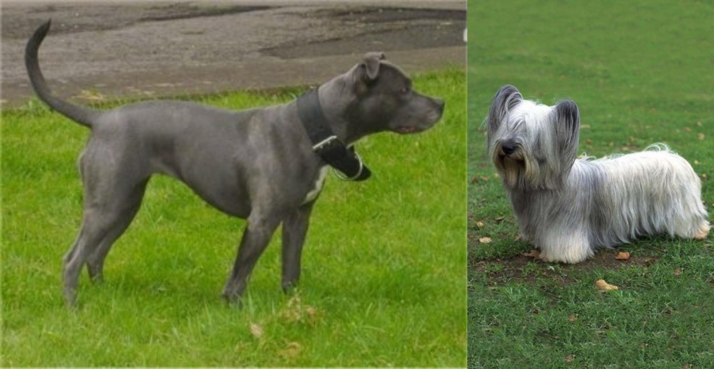 Skye Terrier vs Irish Bull Terrier - Breed Comparison