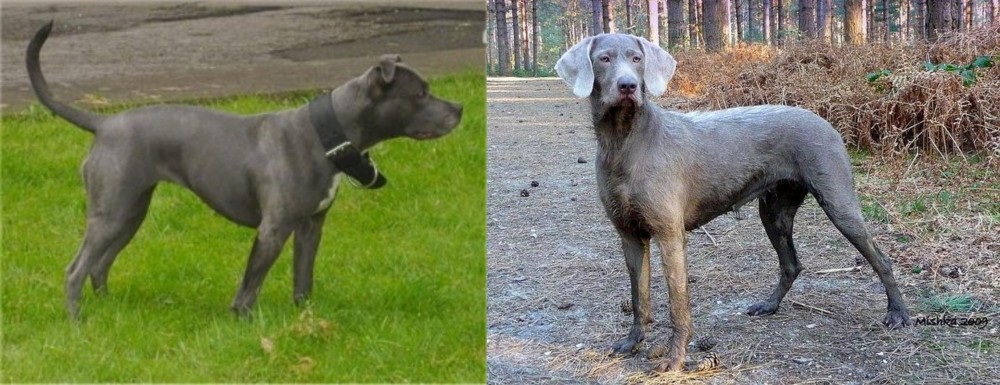 Slovensky Hrubosrsty Stavac vs Irish Bull Terrier - Breed Comparison