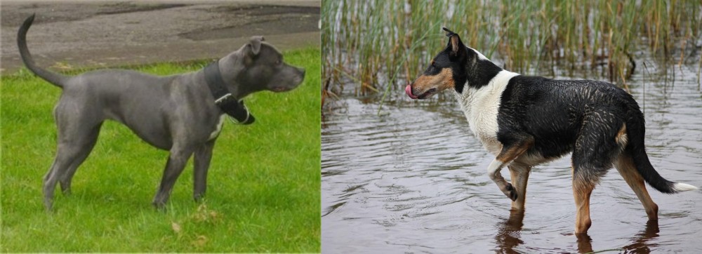 Smooth Collie vs Irish Bull Terrier - Breed Comparison
