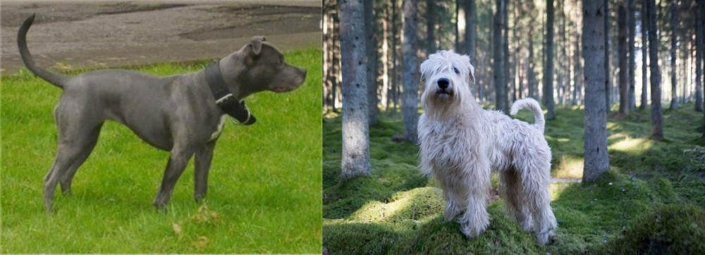 Soft-Coated Wheaten Terrier vs Irish Bull Terrier - Breed Comparison