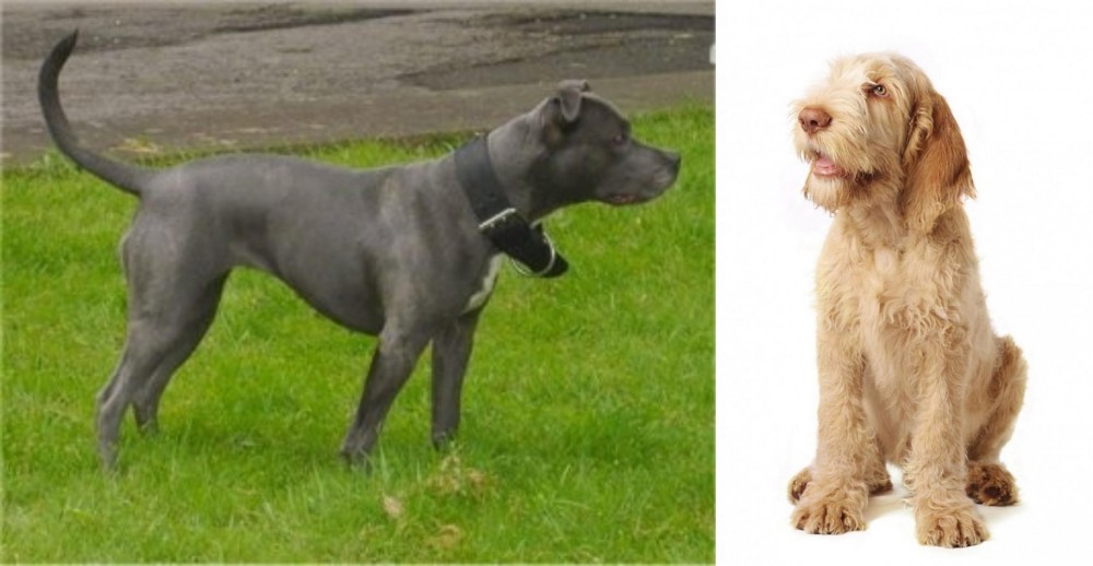 Spinone Italiano vs Irish Bull Terrier - Breed Comparison