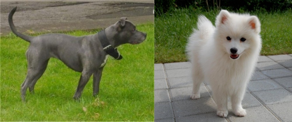 Spitz vs Irish Bull Terrier - Breed Comparison