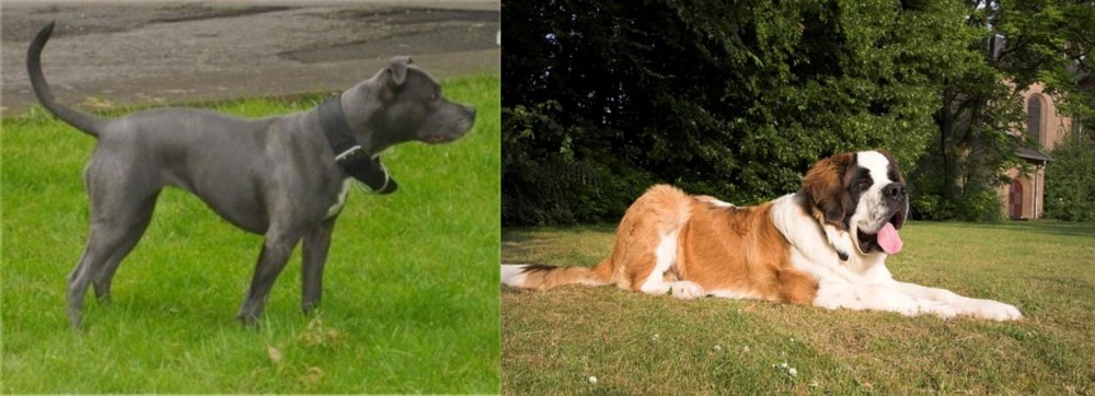 St. Bernard vs Irish Bull Terrier - Breed Comparison
