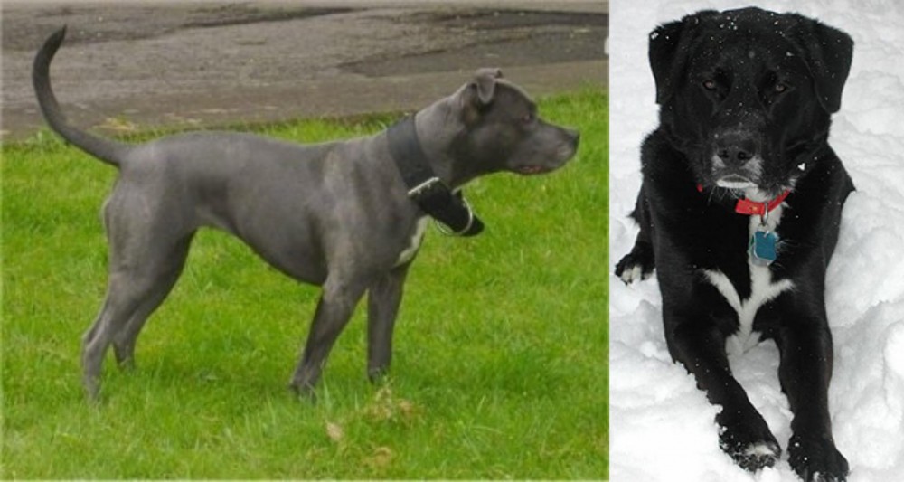 St. John's Water Dog vs Irish Bull Terrier - Breed Comparison