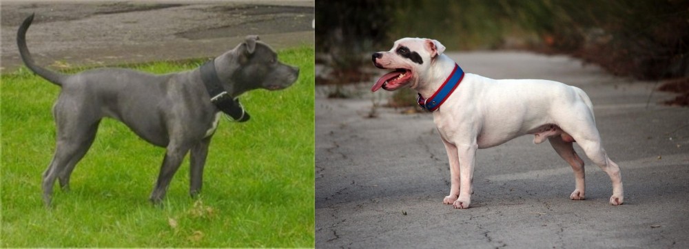 Staffordshire Bull Terrier vs Irish Bull Terrier - Breed Comparison
