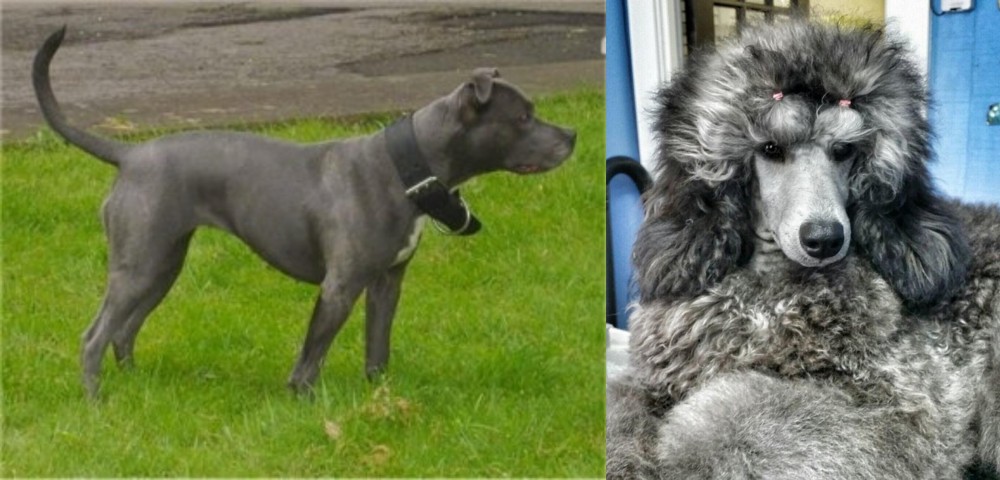 Standard Poodle vs Irish Bull Terrier - Breed Comparison