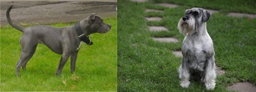 Standard Schnauzer vs Irish Bull Terrier - Breed Comparison