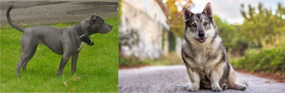 Swedish Vallhund vs Irish Bull Terrier - Breed Comparison