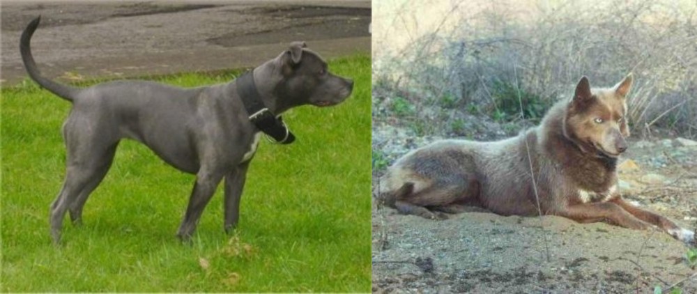 Tahltan Bear Dog vs Irish Bull Terrier - Breed Comparison