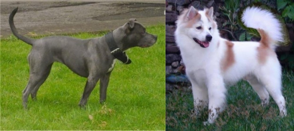Thai Bangkaew vs Irish Bull Terrier - Breed Comparison