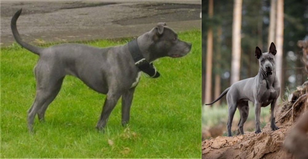 Thai Ridgeback vs Irish Bull Terrier - Breed Comparison