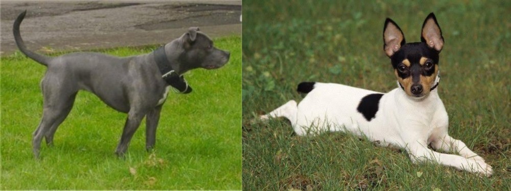 Toy Fox Terrier vs Irish Bull Terrier - Breed Comparison