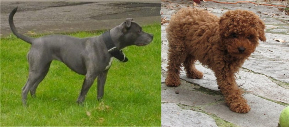 Toy Poodle vs Irish Bull Terrier - Breed Comparison