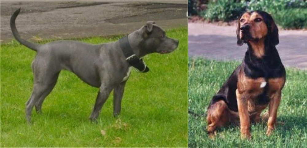 Tyrolean Hound vs Irish Bull Terrier - Breed Comparison