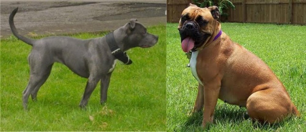Valley Bulldog vs Irish Bull Terrier - Breed Comparison