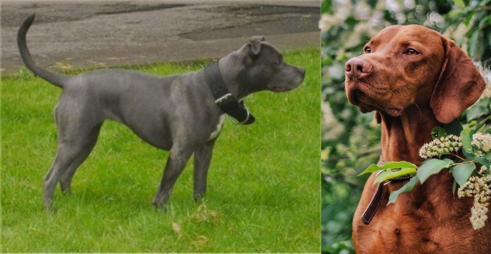 Vizsla vs Irish Bull Terrier - Breed Comparison