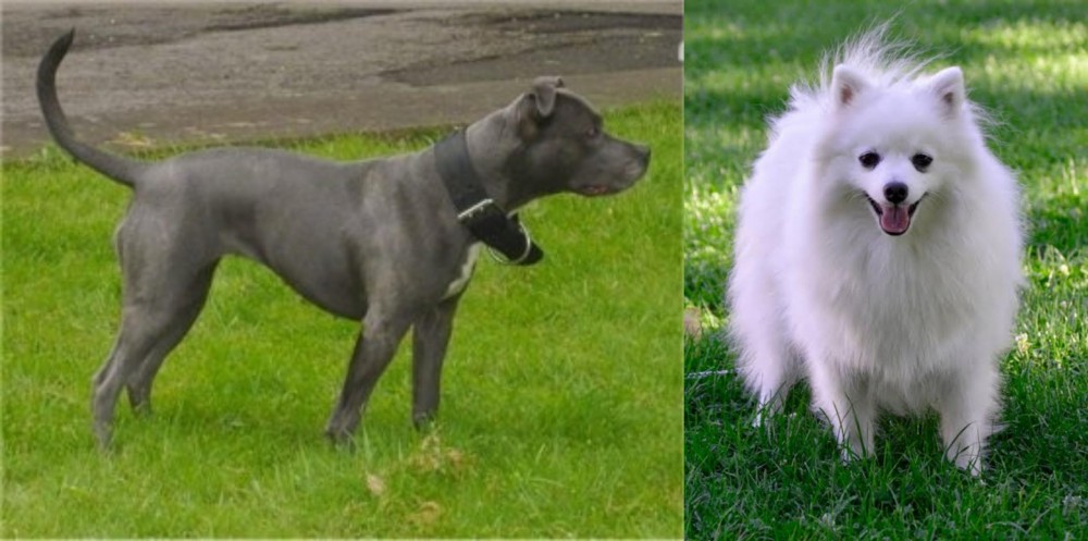 Volpino Italiano vs Irish Bull Terrier - Breed Comparison