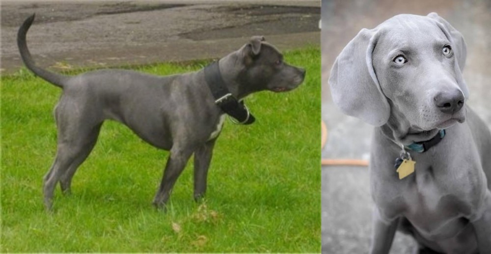 Weimaraner vs Irish Bull Terrier - Breed Comparison