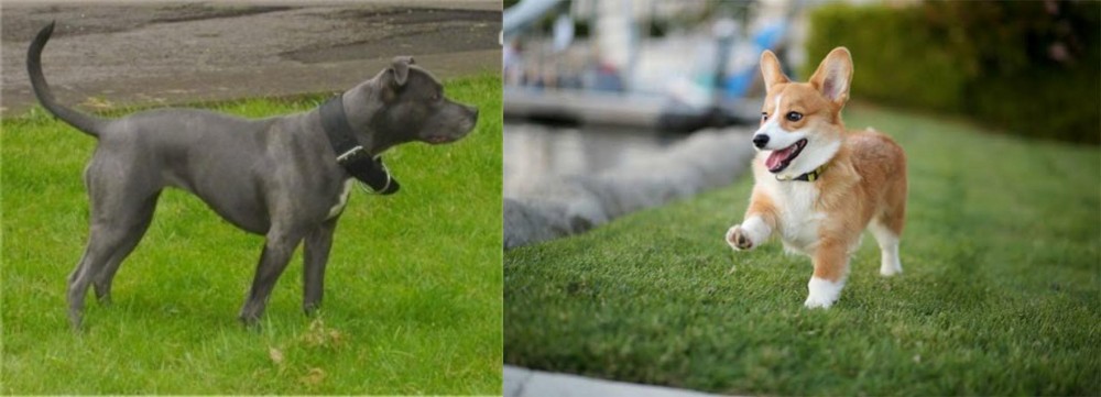 Welsh Corgi vs Irish Bull Terrier - Breed Comparison