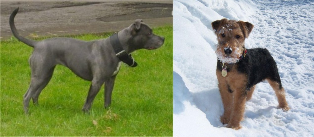 Welsh Terrier vs Irish Bull Terrier - Breed Comparison