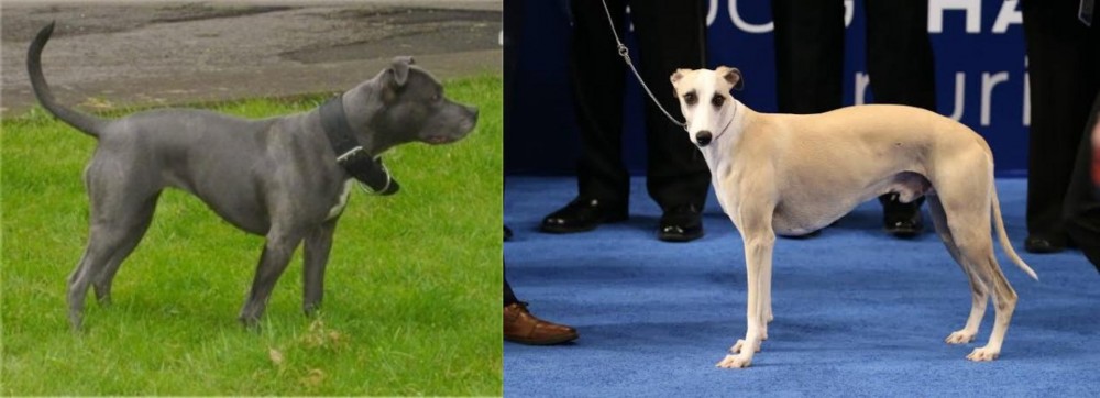 Whippet vs Irish Bull Terrier - Breed Comparison