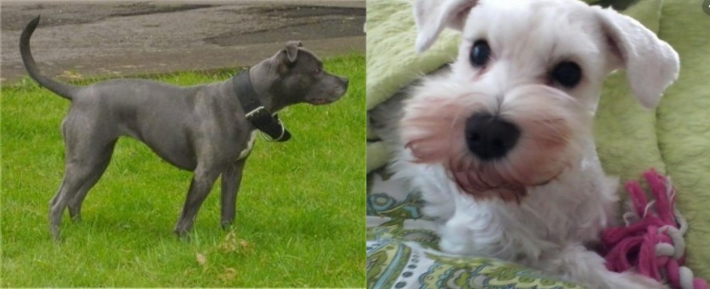White Schnauzer vs Irish Bull Terrier - Breed Comparison