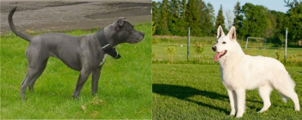 White Shepherd vs Irish Bull Terrier - Breed Comparison