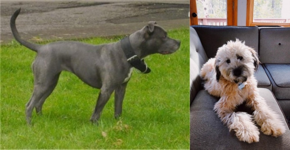 Whoodles vs Irish Bull Terrier - Breed Comparison
