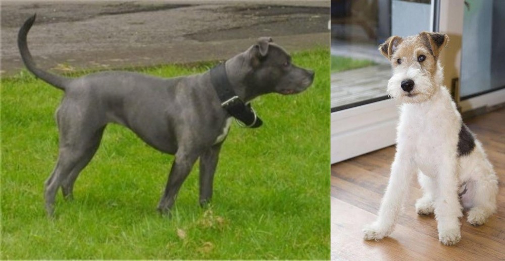 Wire Fox Terrier vs Irish Bull Terrier - Breed Comparison