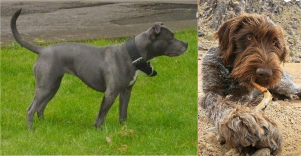 Wirehaired Pointing Griffon vs Irish Bull Terrier - Breed Comparison