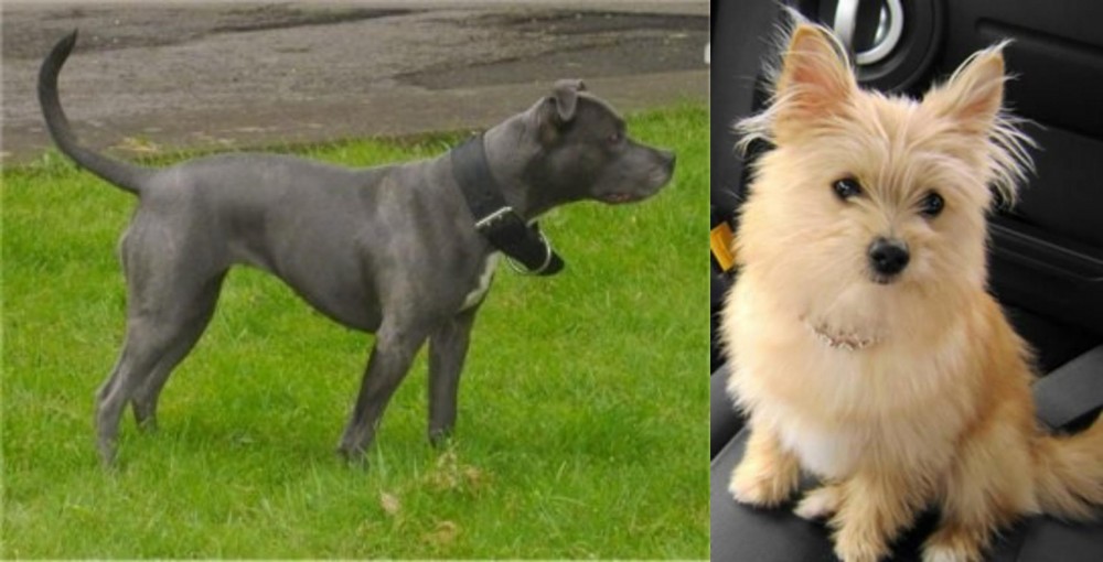 Yoranian vs Irish Bull Terrier - Breed Comparison