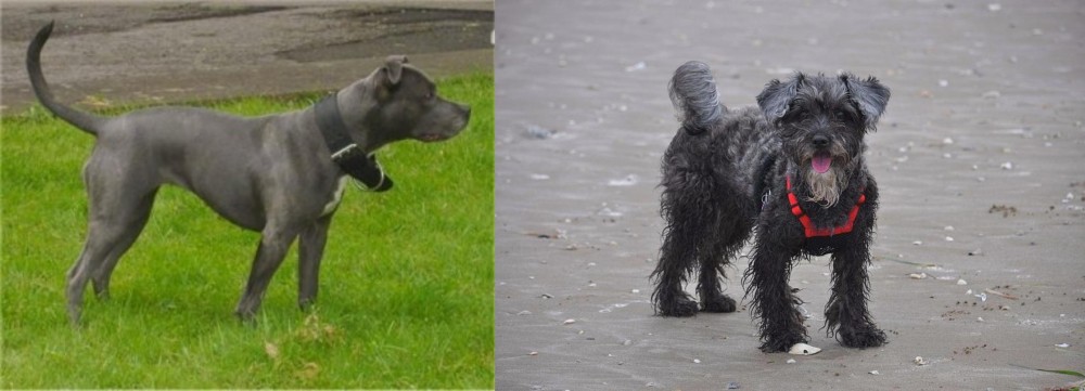 YorkiePoo vs Irish Bull Terrier - Breed Comparison