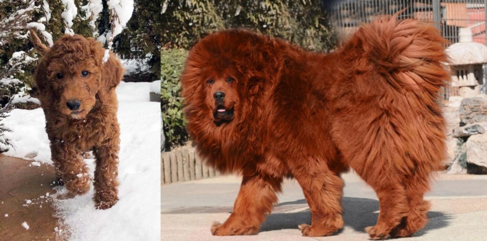 Himalayan Mastiff vs Irish Doodles - Breed Comparison