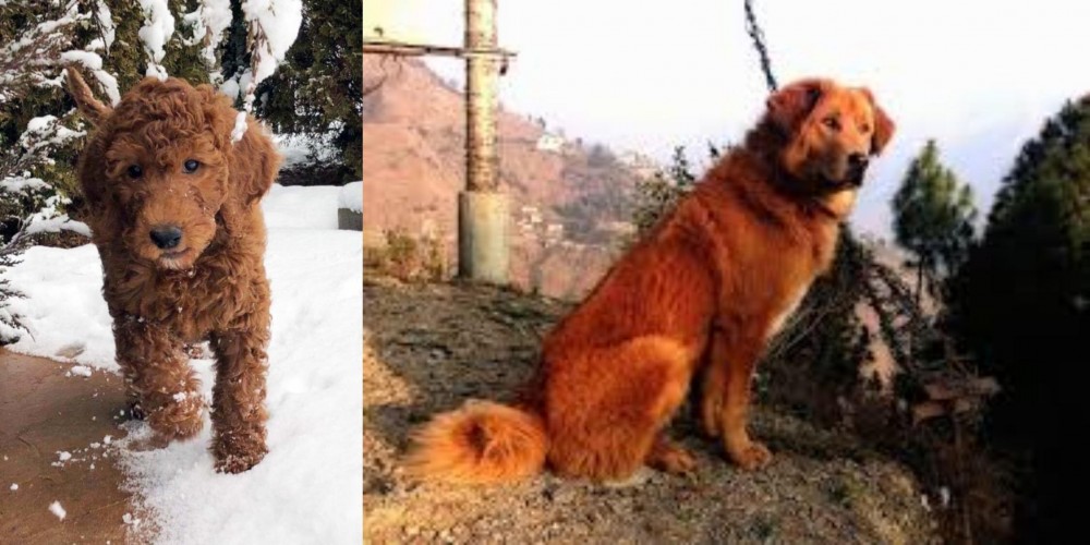 Himalayan Sheepdog vs Irish Doodles - Breed Comparison