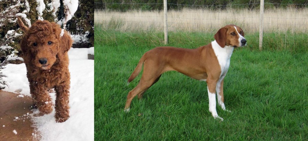 Hygenhund vs Irish Doodles - Breed Comparison