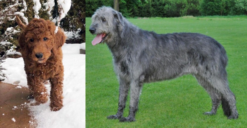 Irish Wolfhound vs Irish Doodles - Breed Comparison