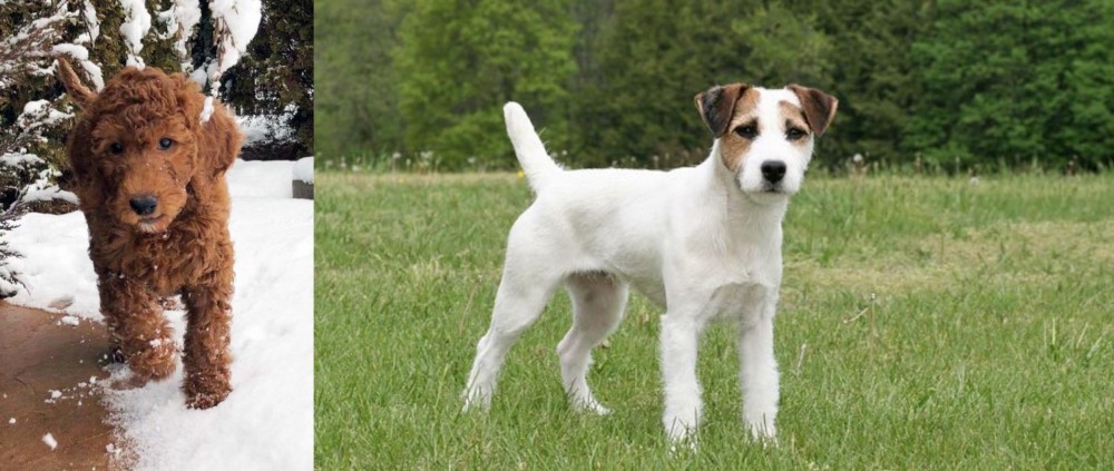 Jack Russell Terrier vs Irish Doodles - Breed Comparison