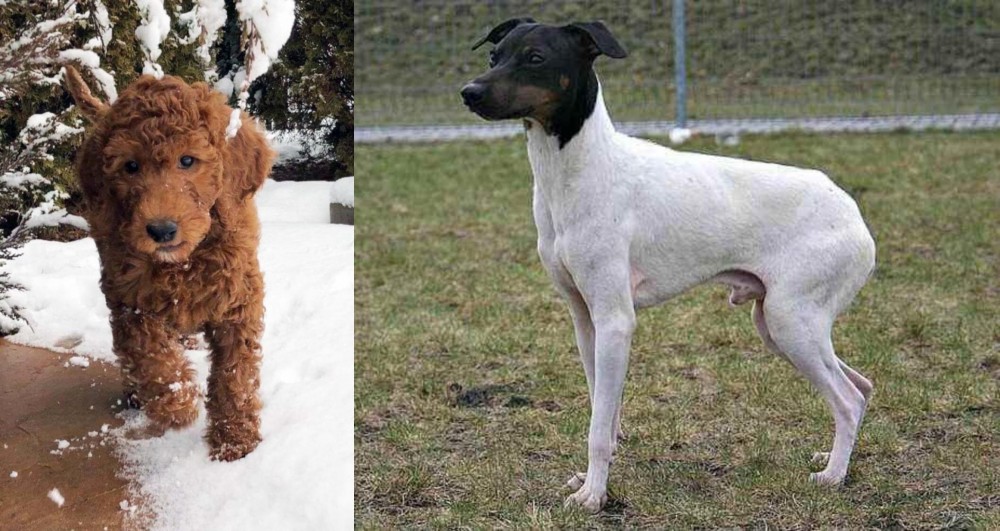 Japanese Terrier vs Irish Doodles - Breed Comparison