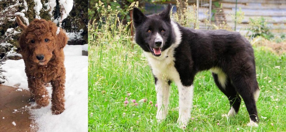 Karelian Bear Dog vs Irish Doodles - Breed Comparison