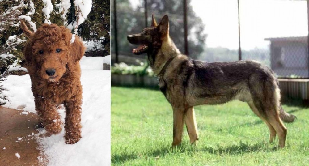 Kunming Dog vs Irish Doodles - Breed Comparison