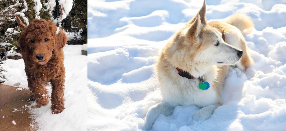 Labrador Husky vs Irish Doodles - Breed Comparison