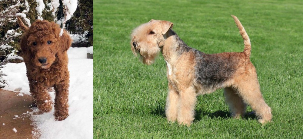 Lakeland Terrier vs Irish Doodles - Breed Comparison