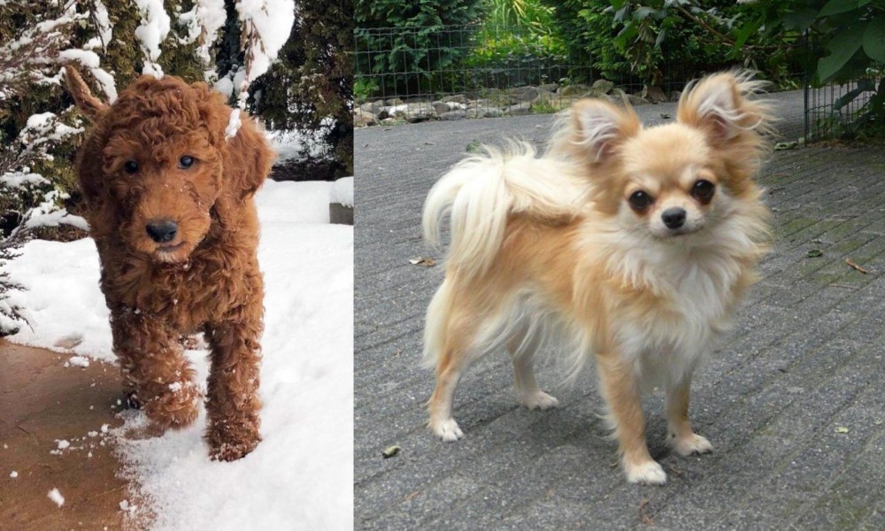 Long Haired Chihuahua vs Irish Doodles - Breed Comparison
