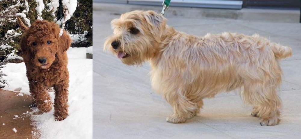 Lucas Terrier vs Irish Doodles - Breed Comparison